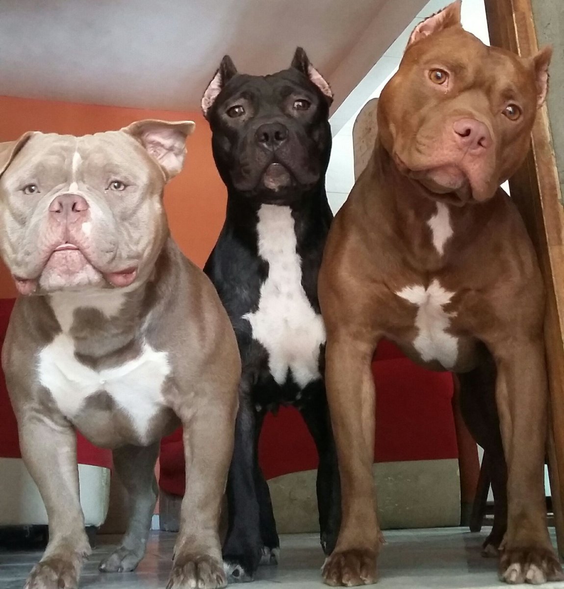 Питбультерьер Прайтер