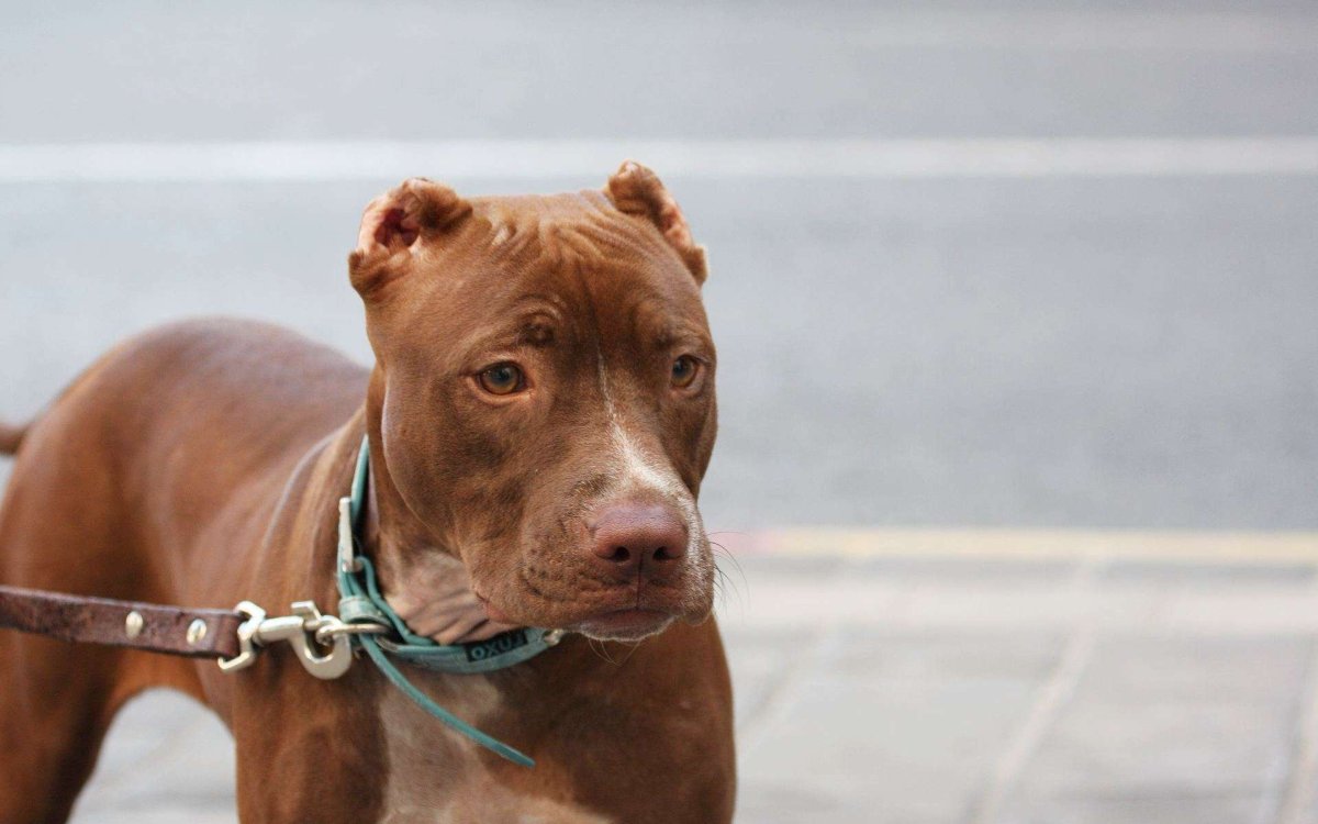 Питбультерьер Прайтер