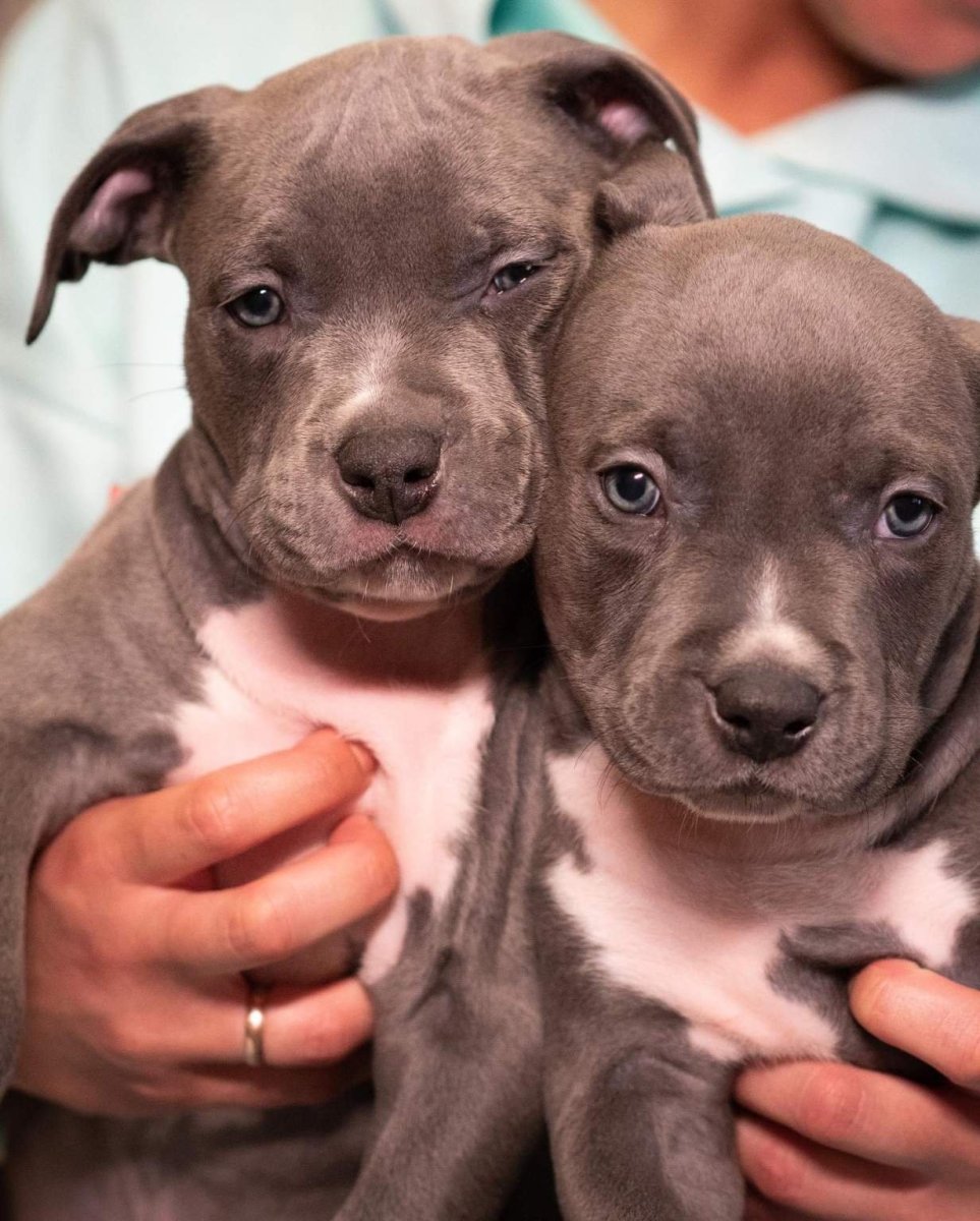 Прайтер щенок голубой