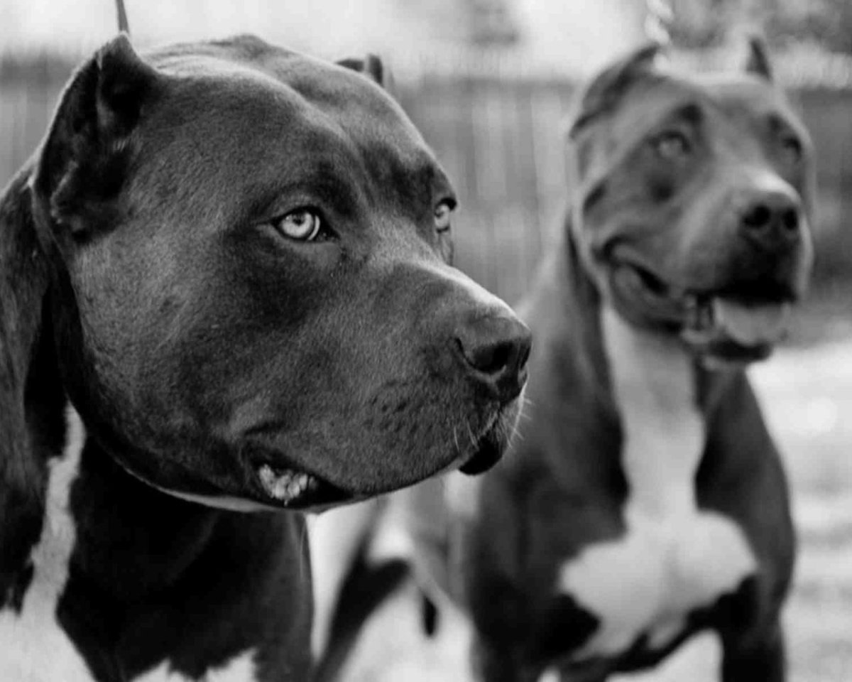 Американский питбультерьер черн