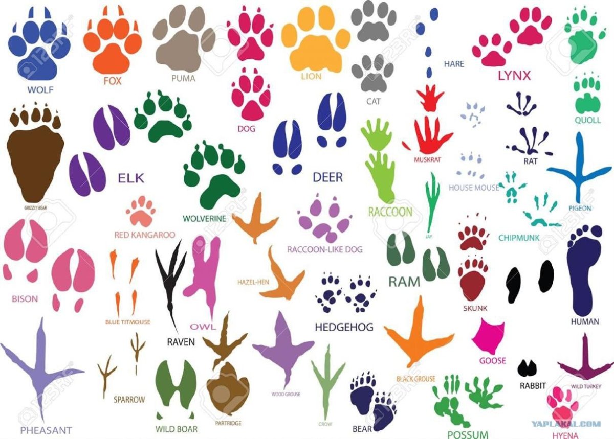 Следы животных цветные