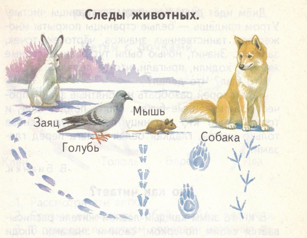 Следы зверей и птиц