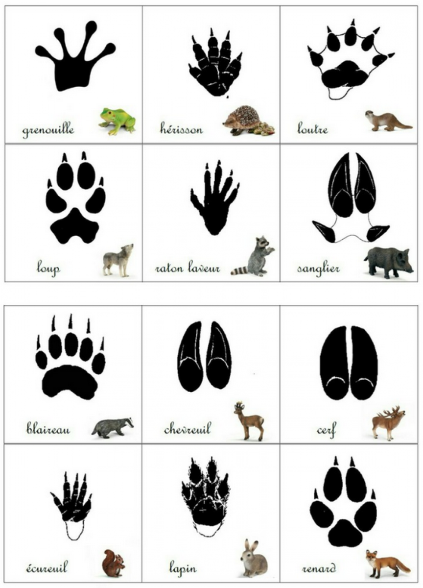 Следы зверей для детей
