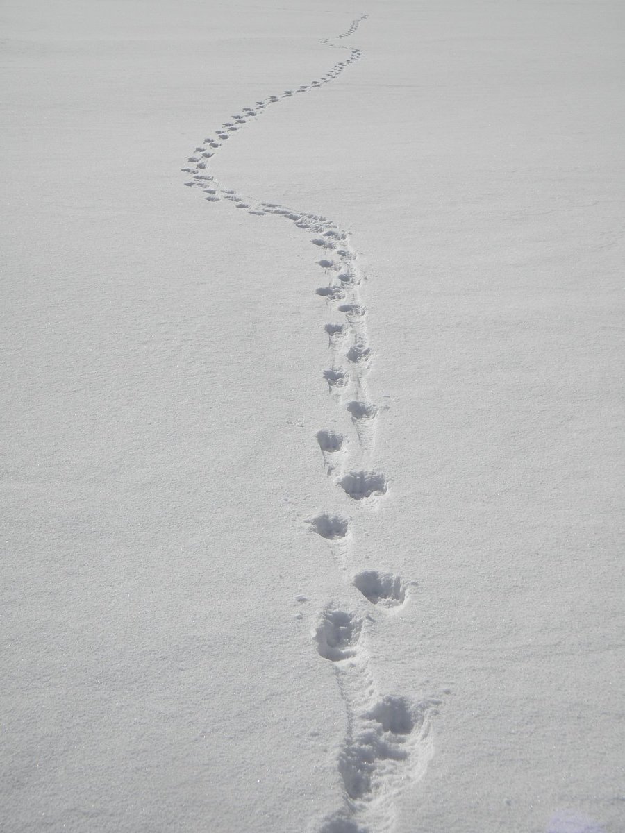 Следы человека на снегу