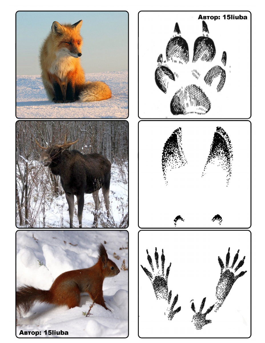 Следы диких животных Подмосковья