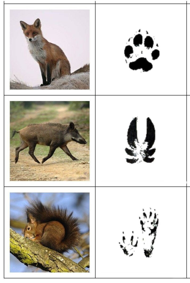 Следы лесных животных