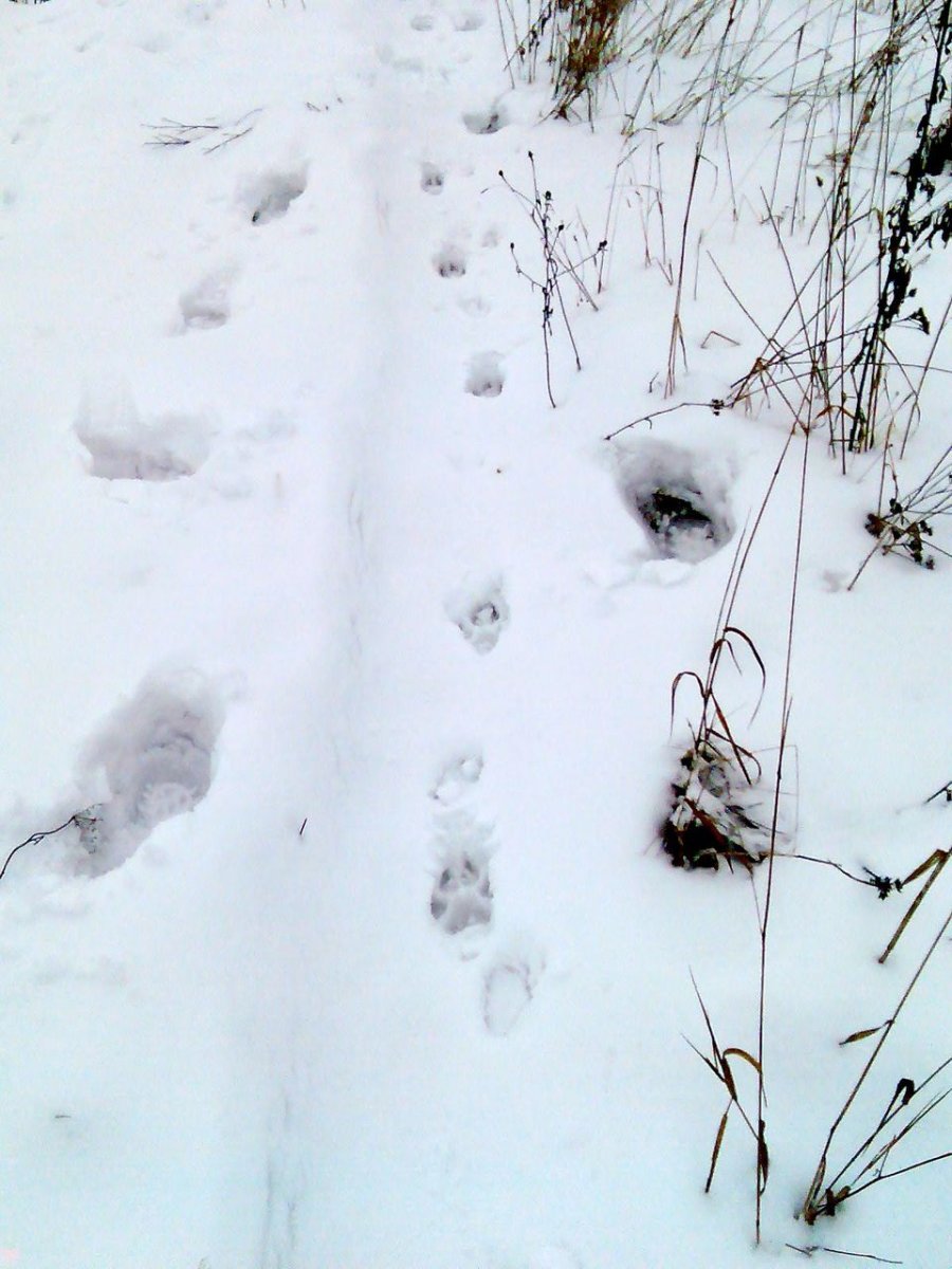 Следы животных в лесу зимой