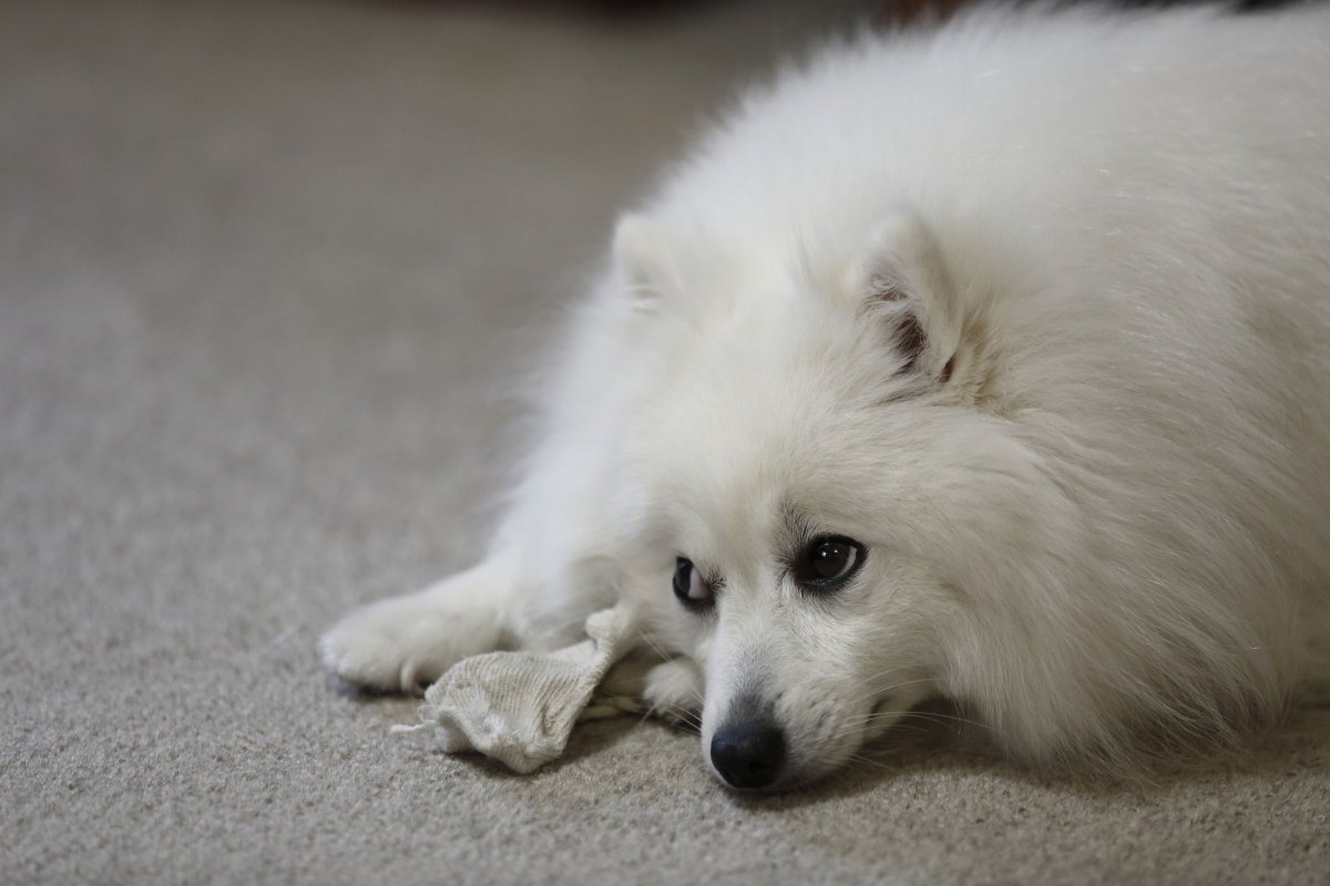 Японский шпиц