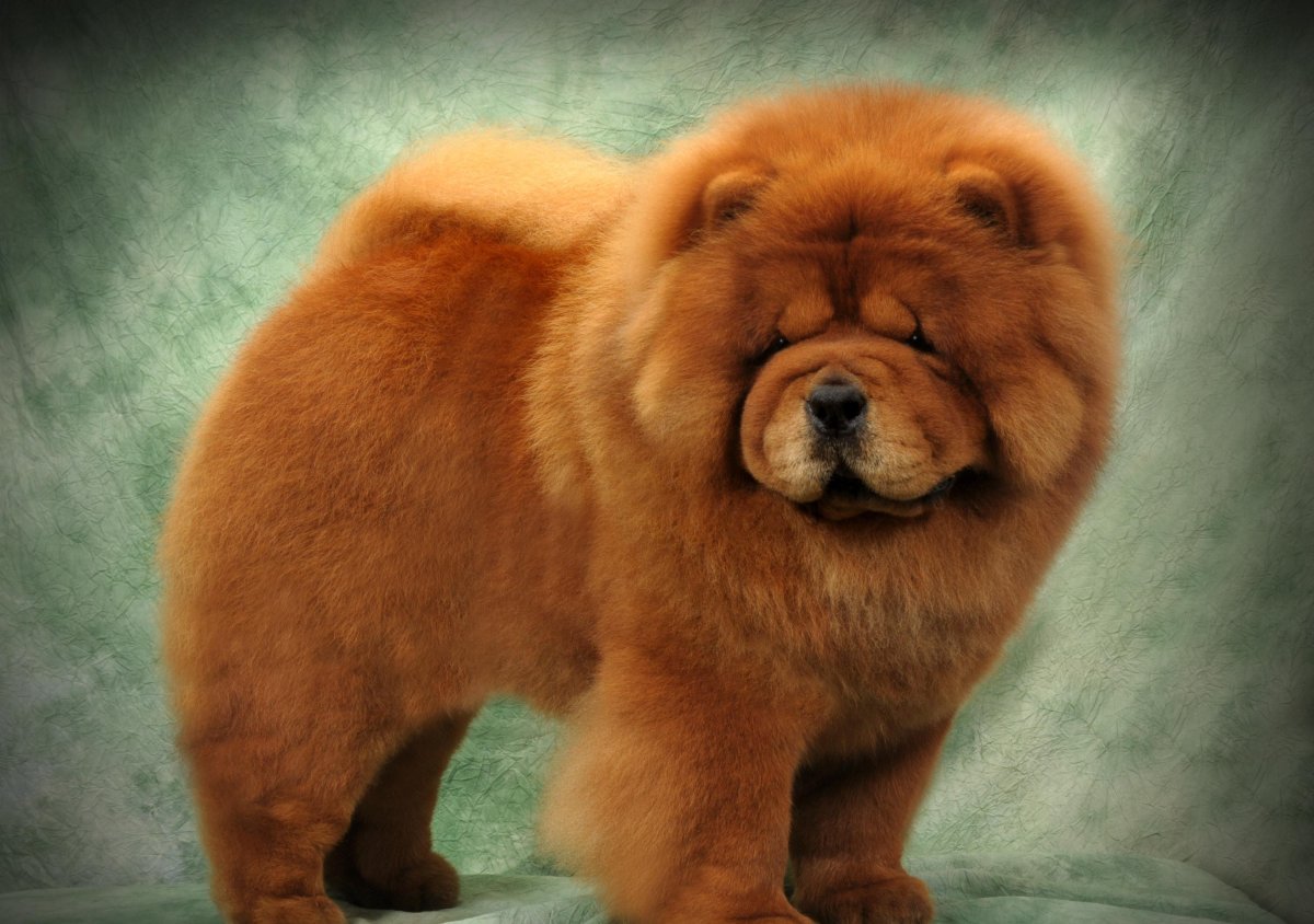 Чау чау альбинос