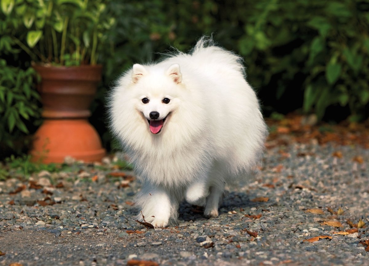 Собака японский шпиц