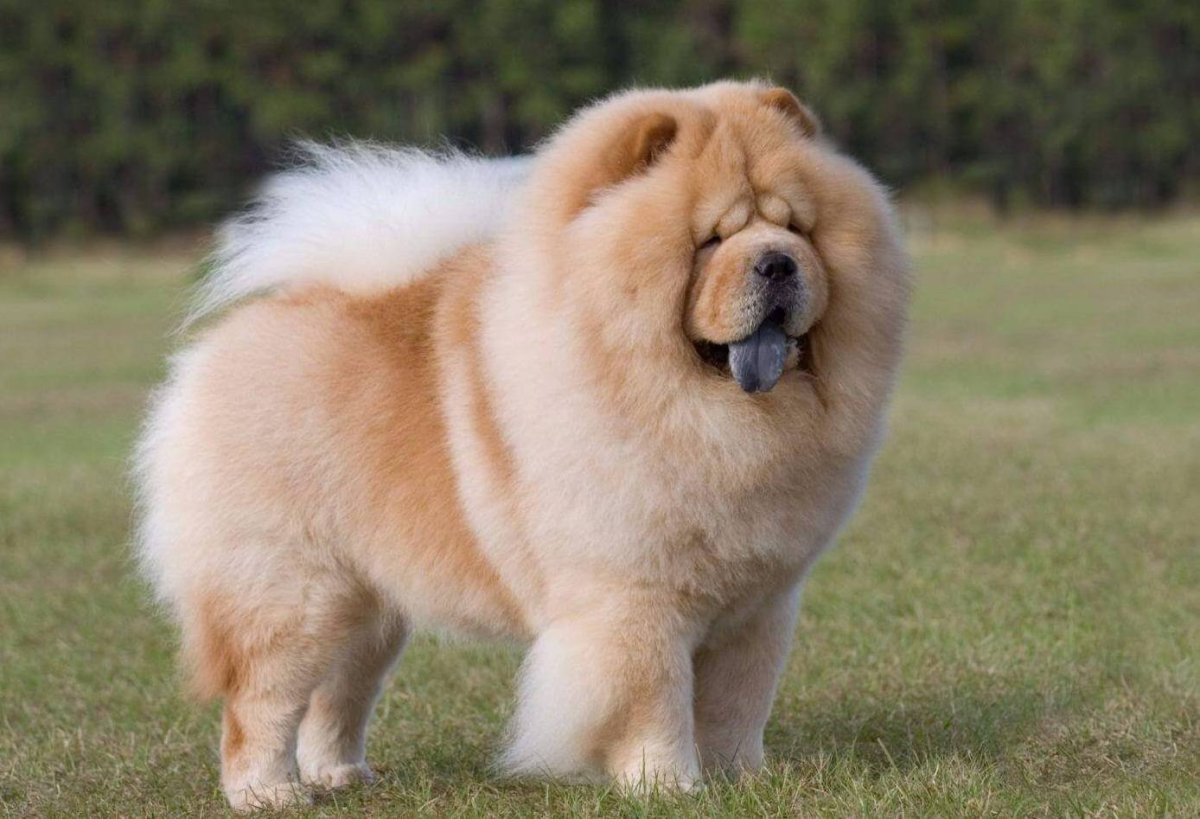 Собачья порода чау чау