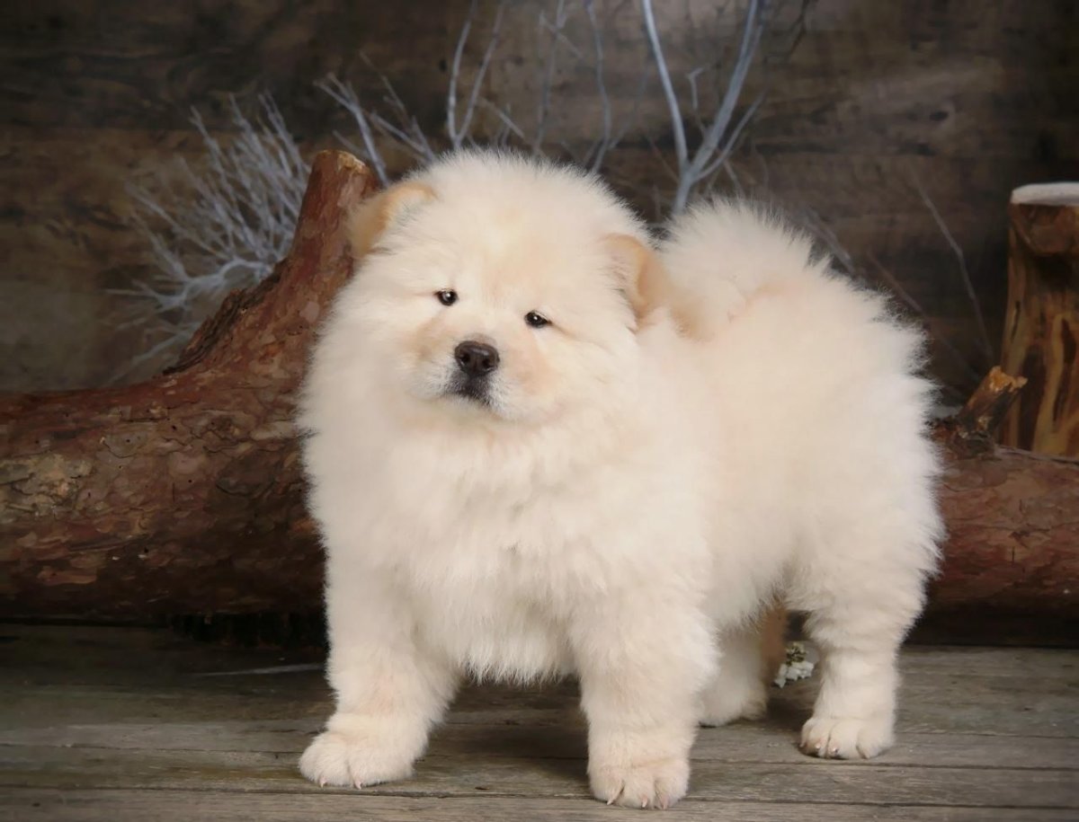 Чау чау белый