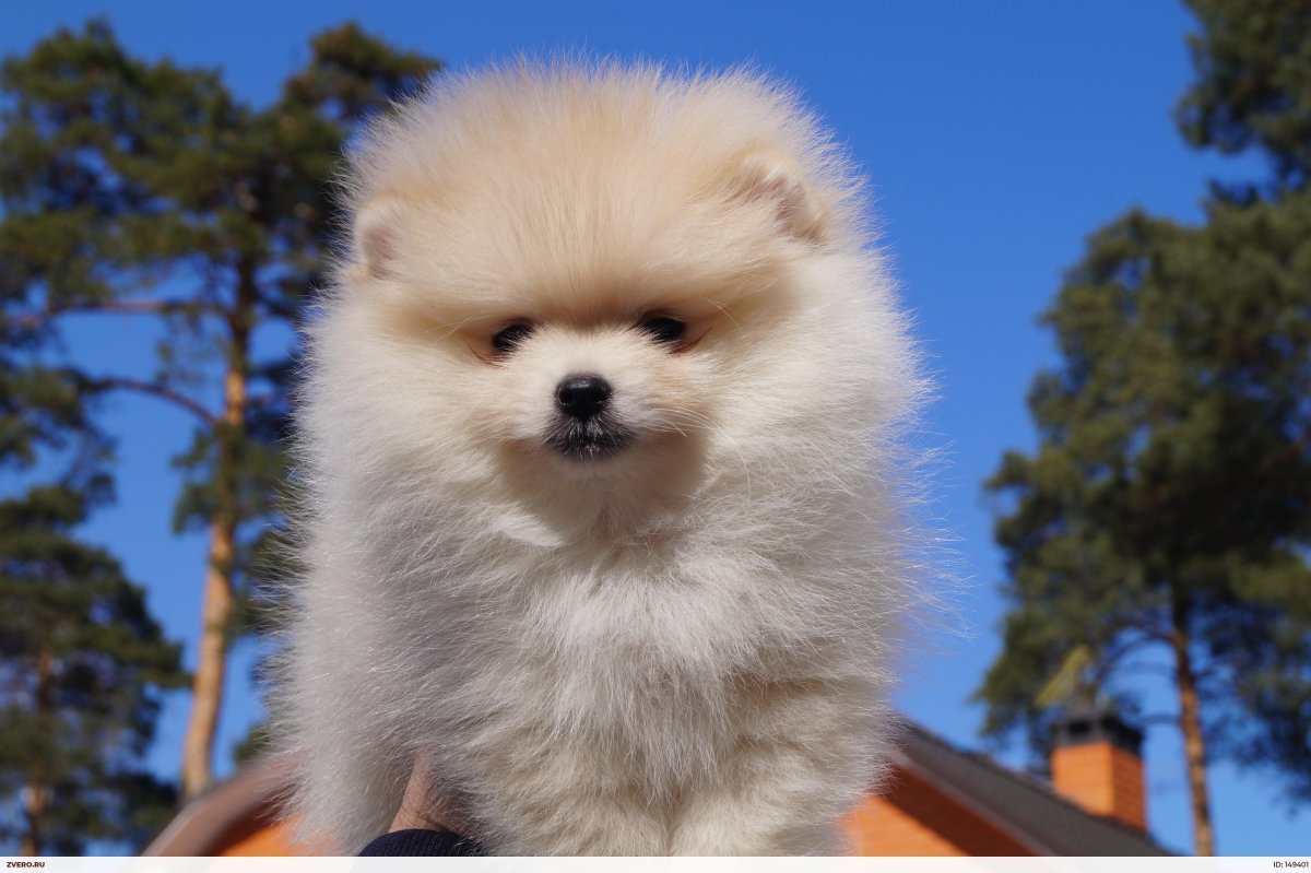 Американский шпиц мини