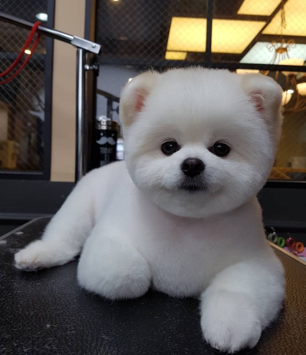 Шпиц померанский медвежьего белый