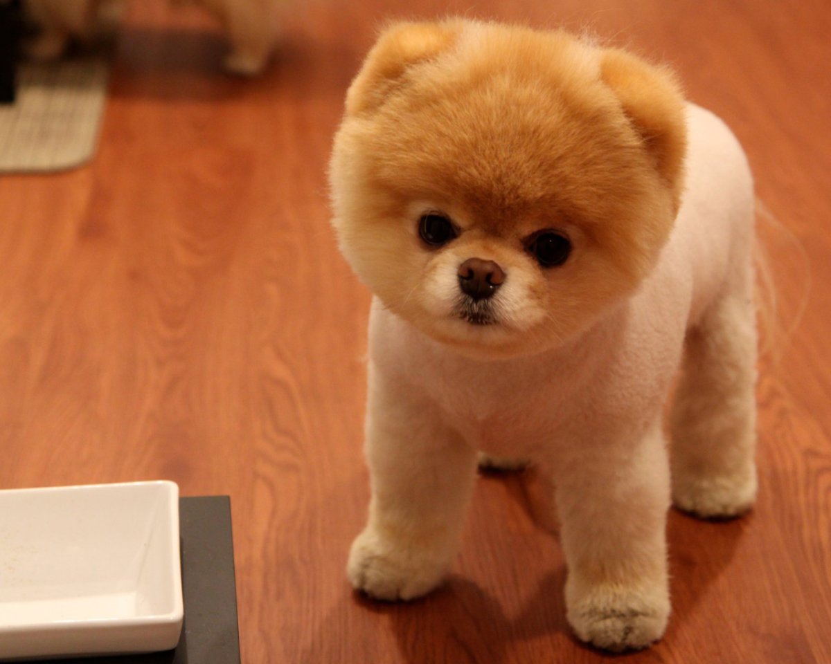 Шпиц померанский карликовый стриженный