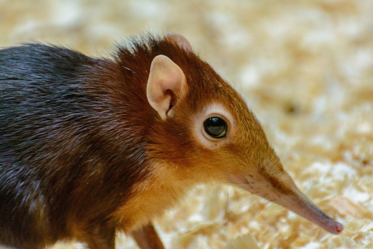 Прыгунчик слоновая землеройка