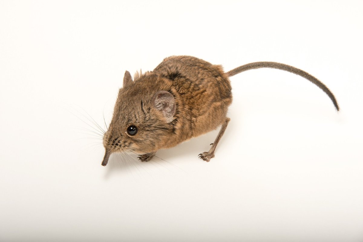 Землеройка прыгунчик