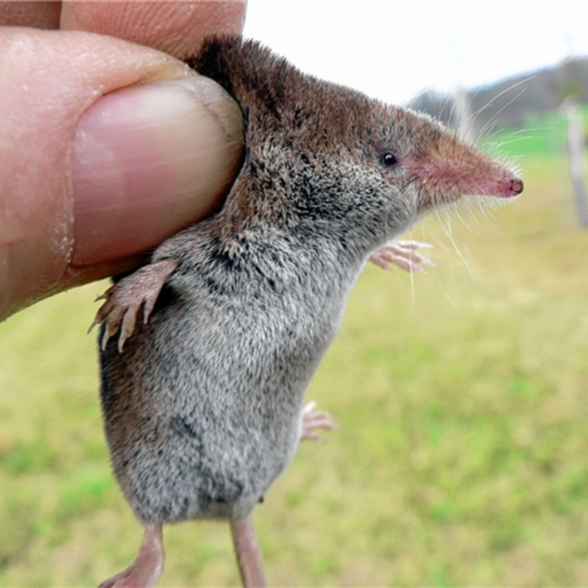 Crocidura narcondamica