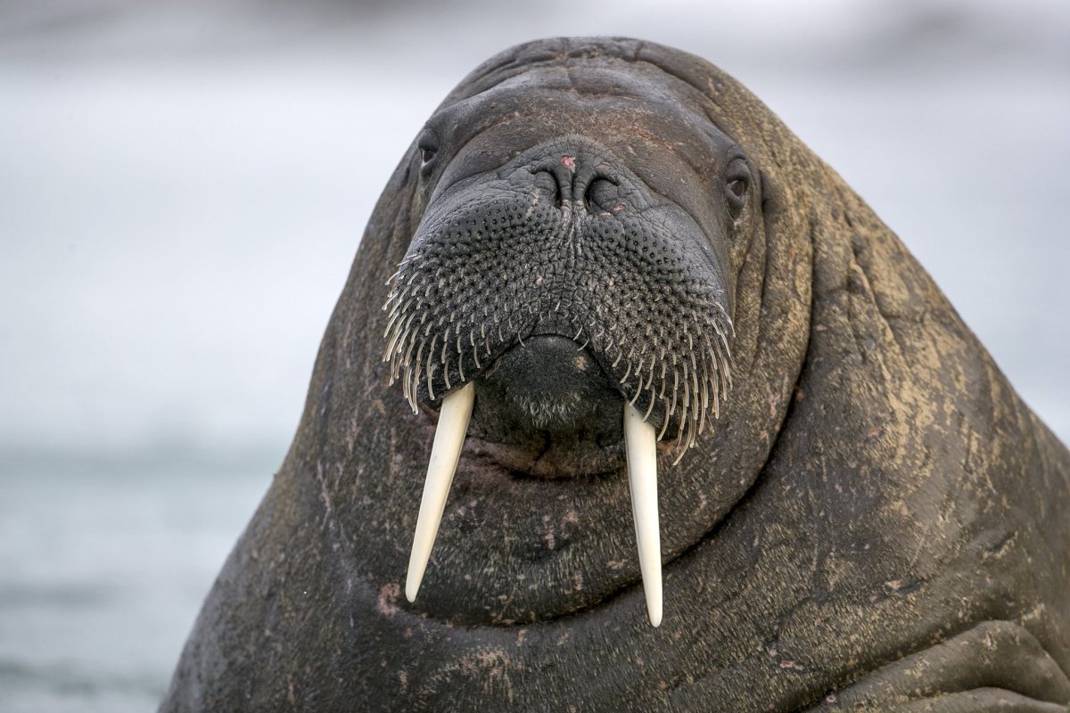 Морж Северного Ледовитого океана