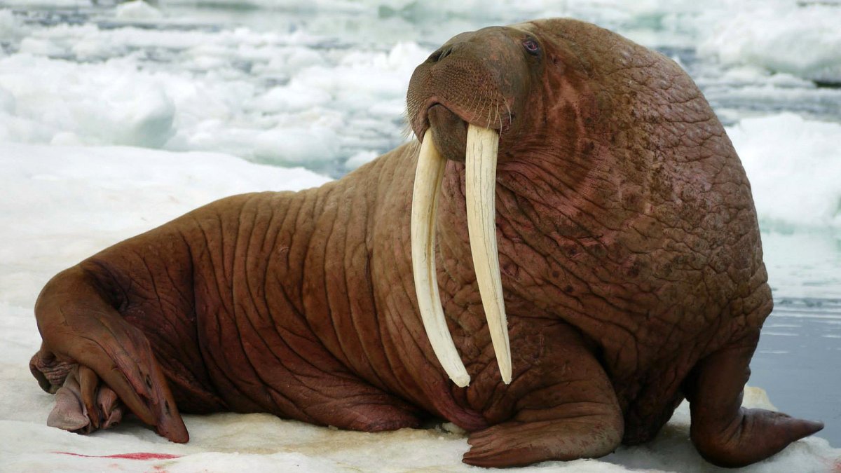 Морж (Odobenus rosmarus)