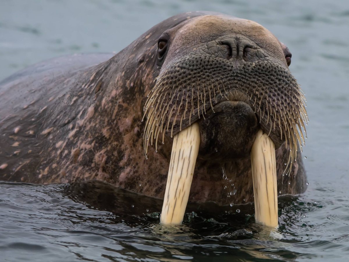 Тихоокеанский морж