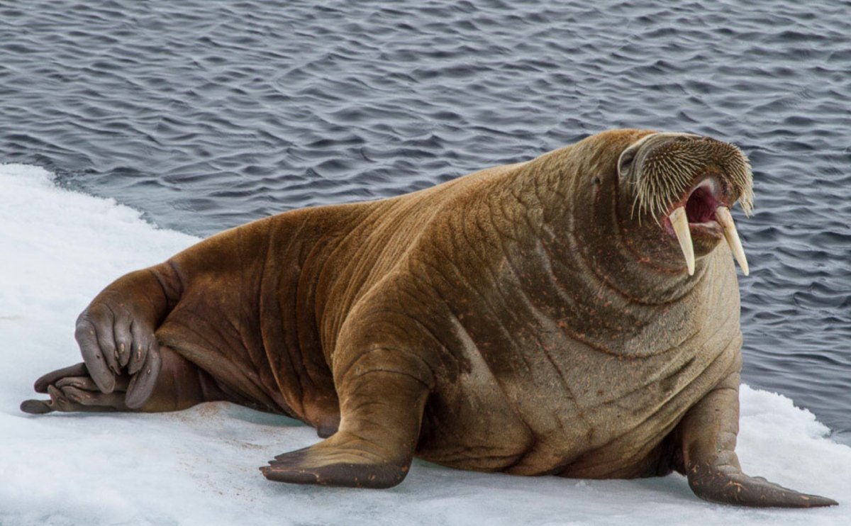 Морж (Odobenus rosmarus)