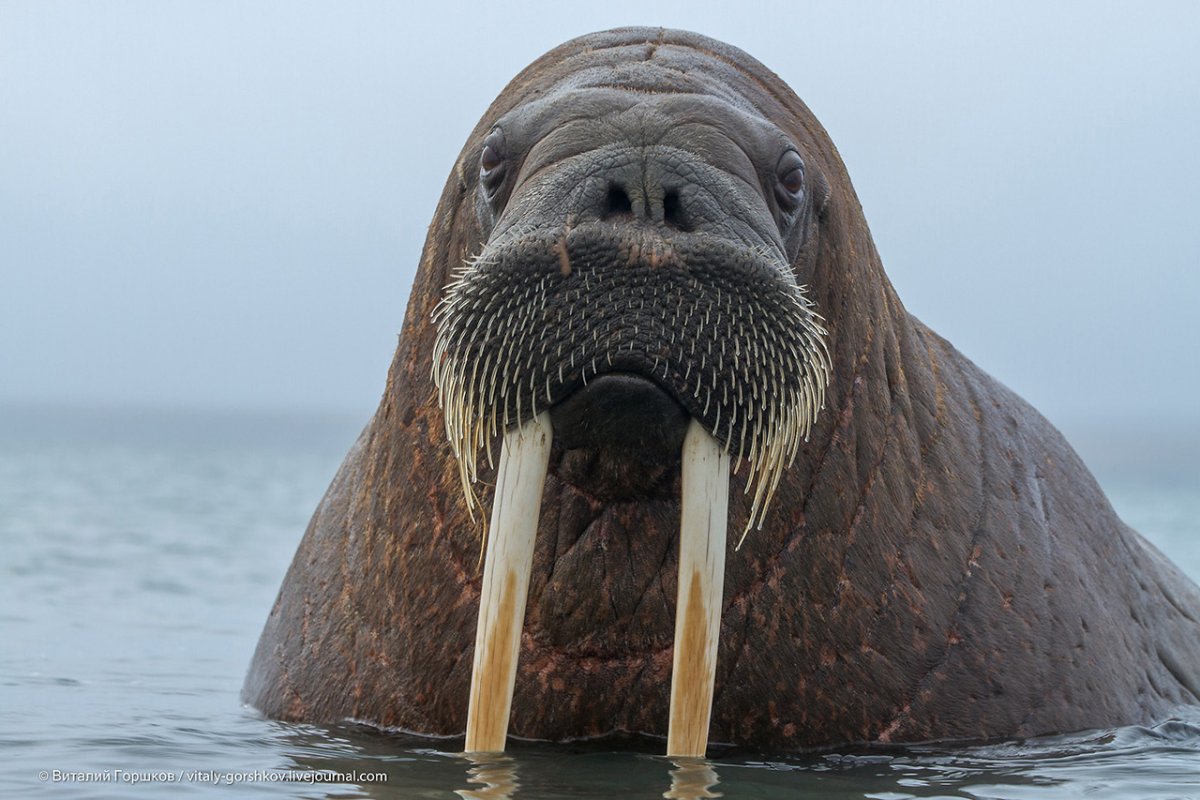 Лаптевский морж