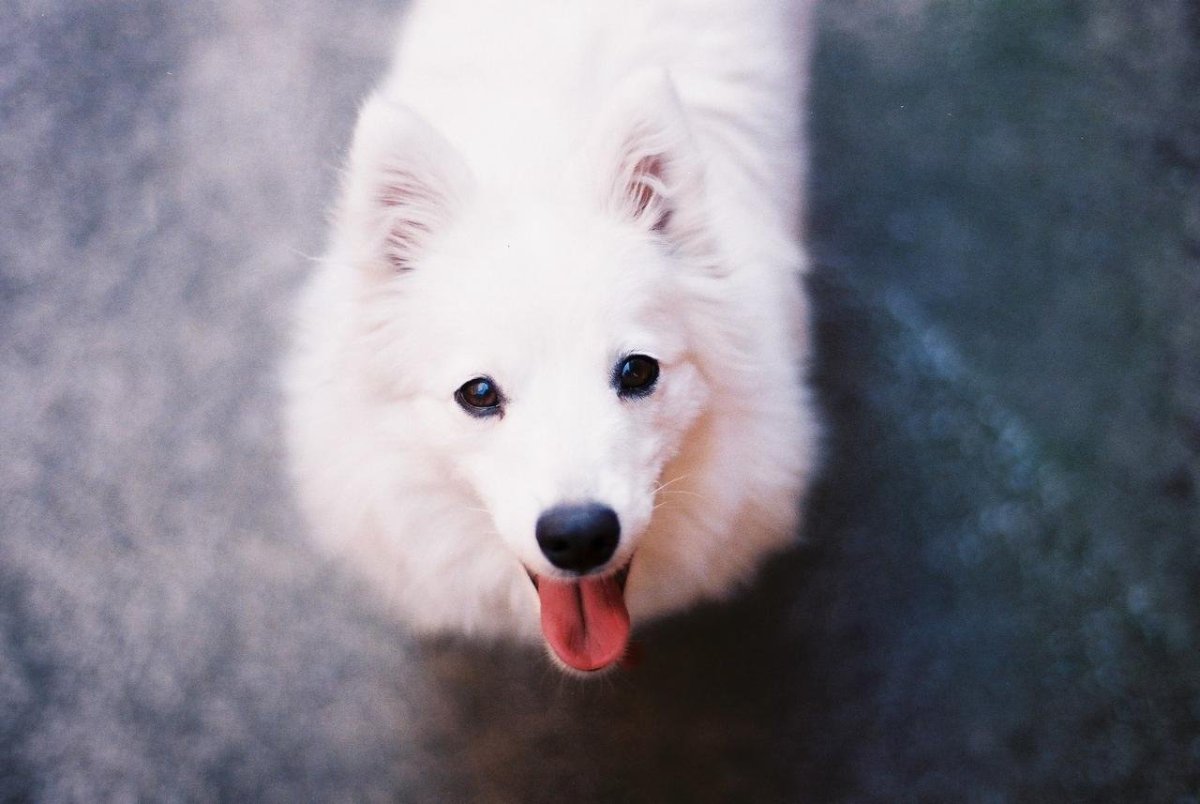 Японский шпиц