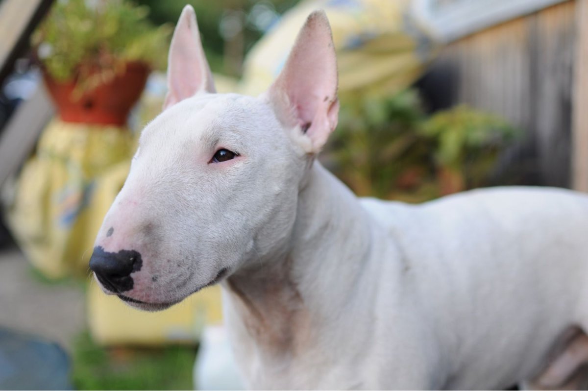 Бультерьер Гладиатор