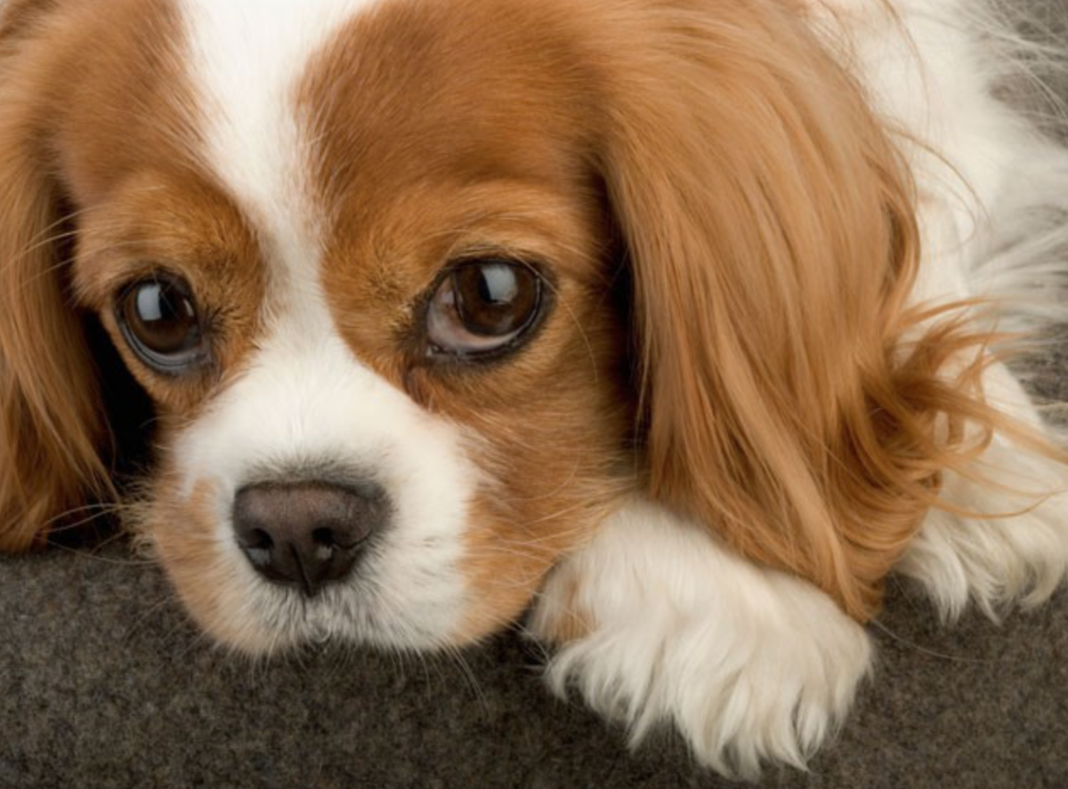 Кинг Чарльз спаниель уши