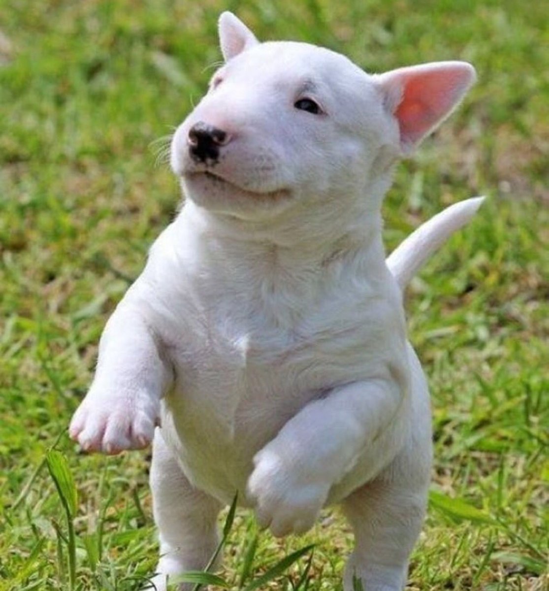 Бультерьер альбинос