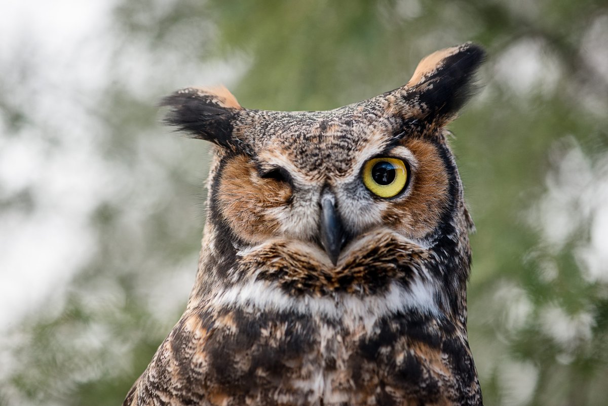Great Horned Owl