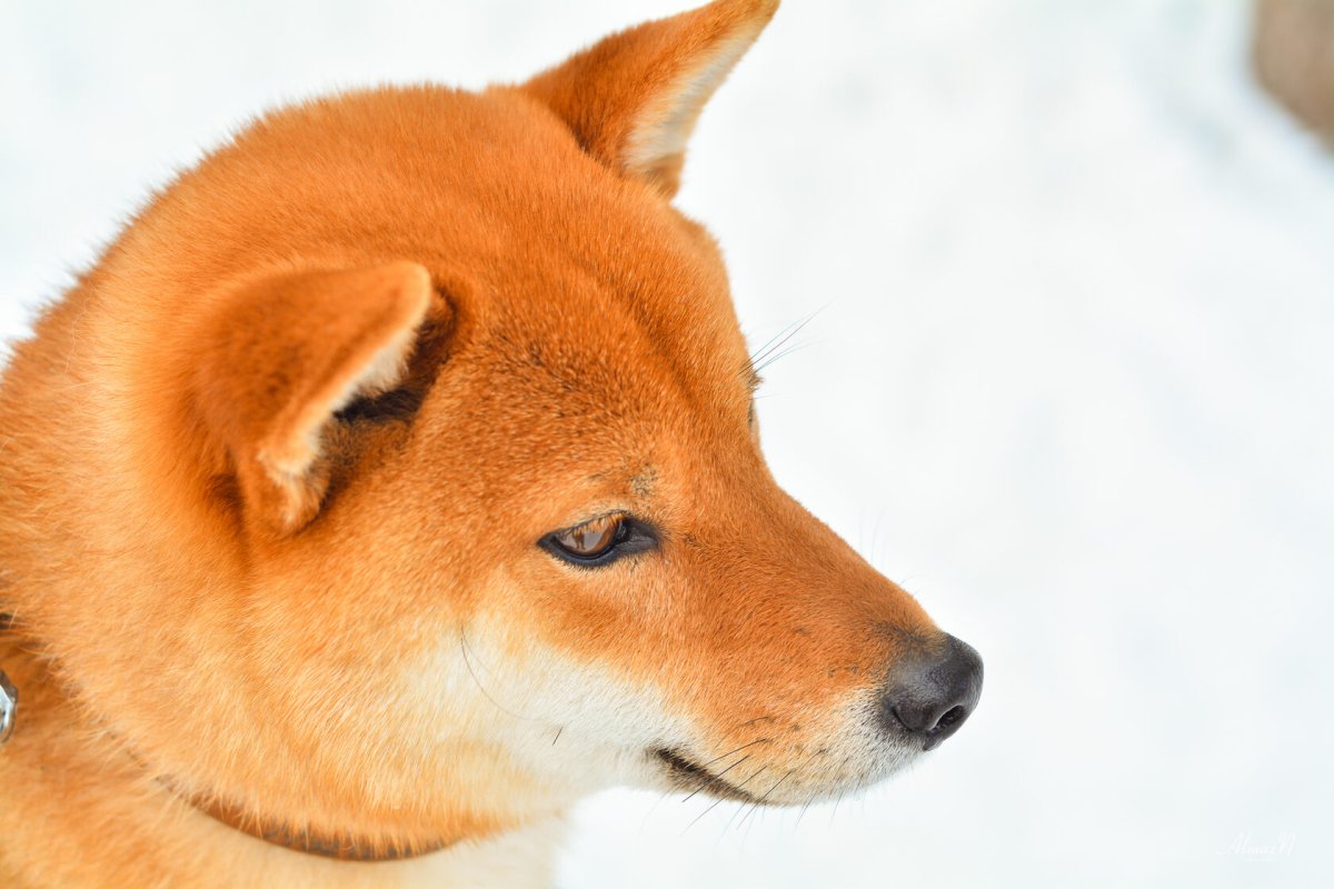 Порода сиба ину