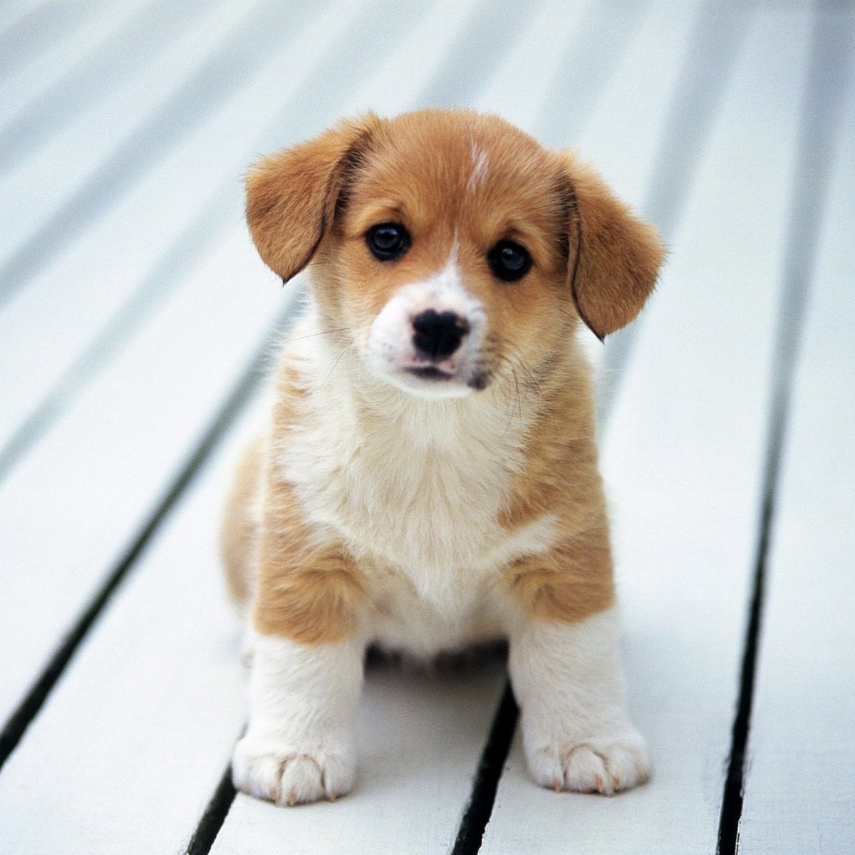 Миленький щенок