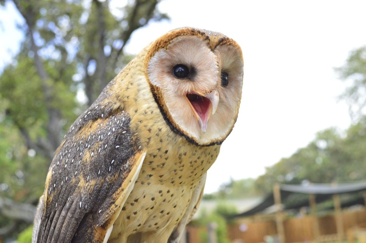 Капская сипуха