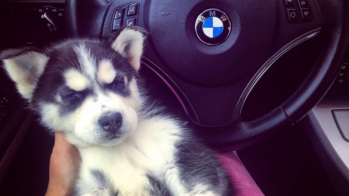 Собака возле машины