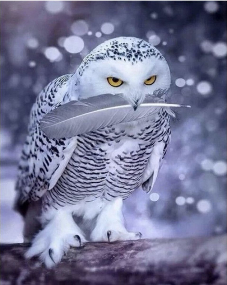Сова Полярная белая
