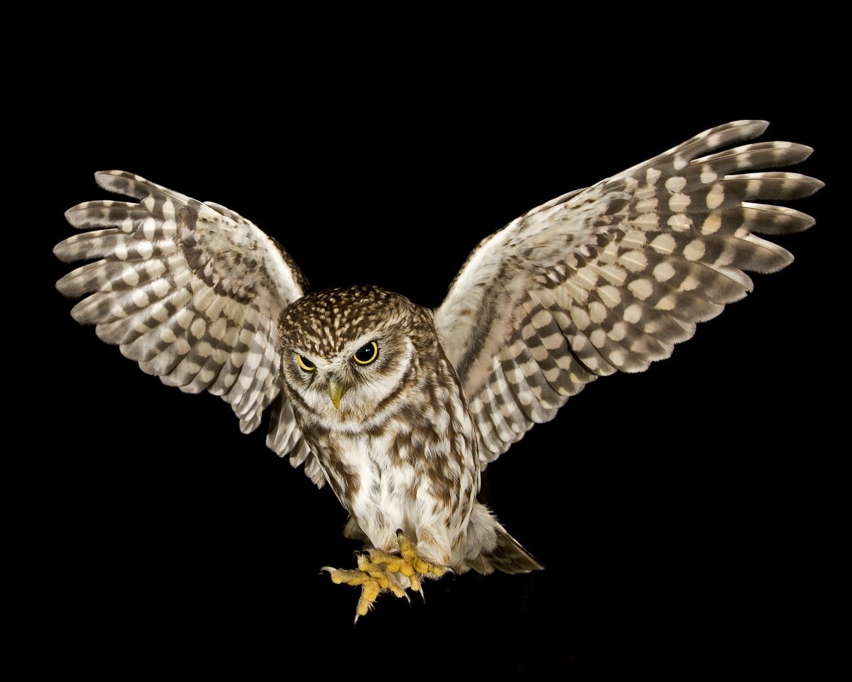 Филин Сыч сипуха