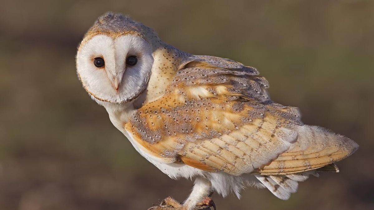 Сова сипуха (Тито)