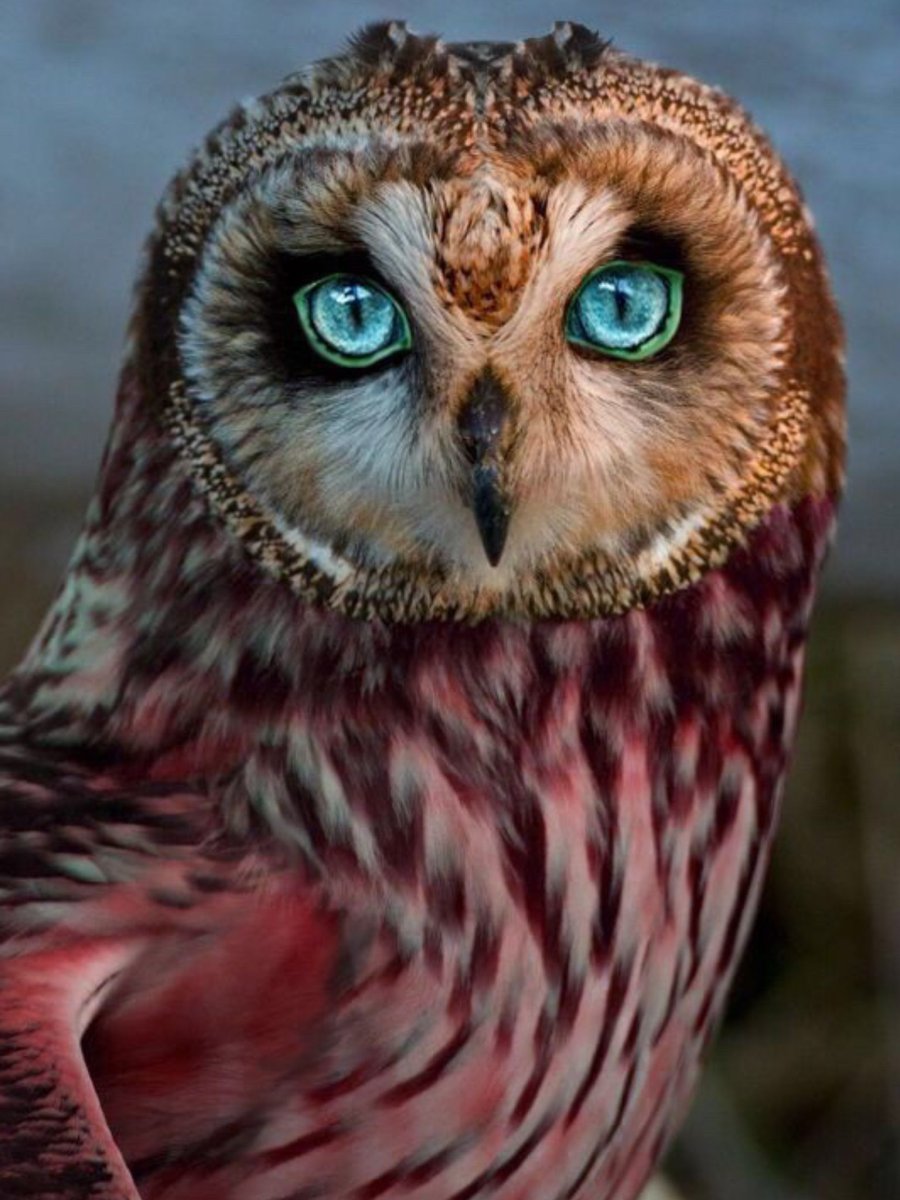 Мадагаскарская красная Сова