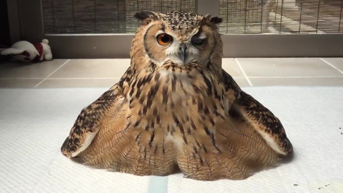 Филин сидит