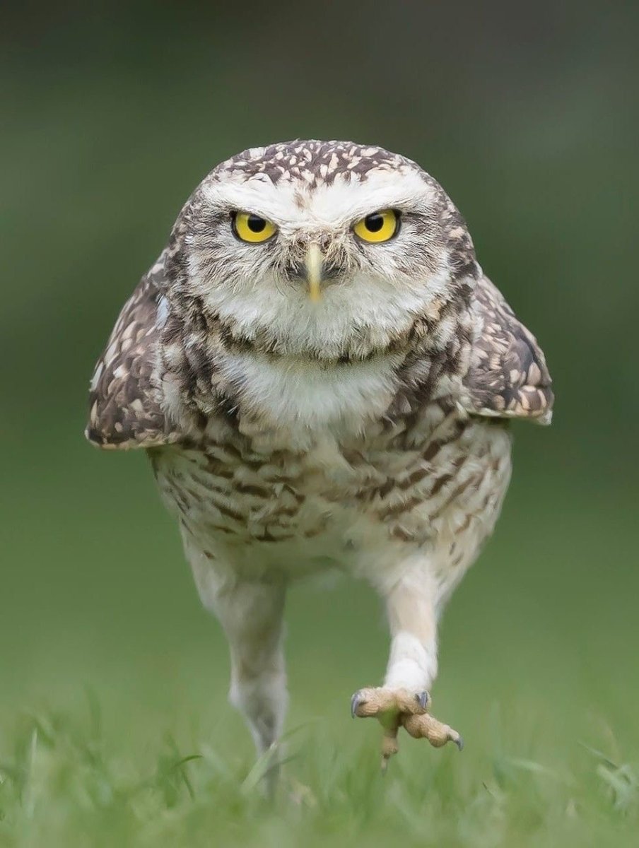 Невокс Филин