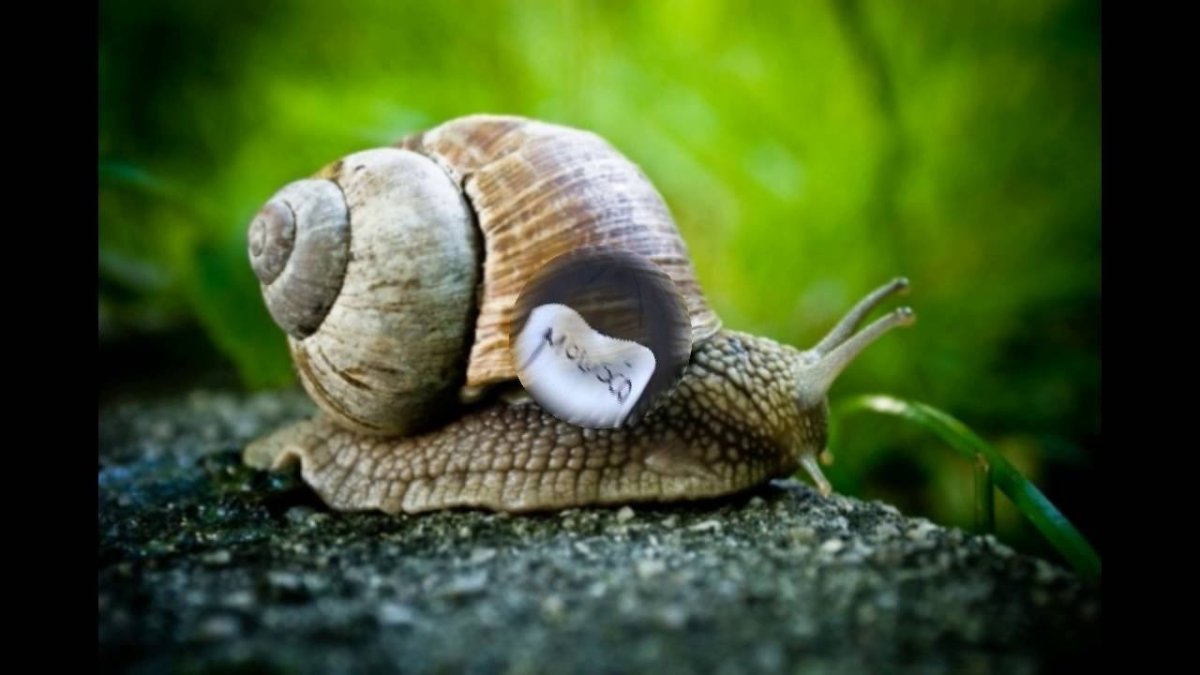 Моллюски Виноградная улитка