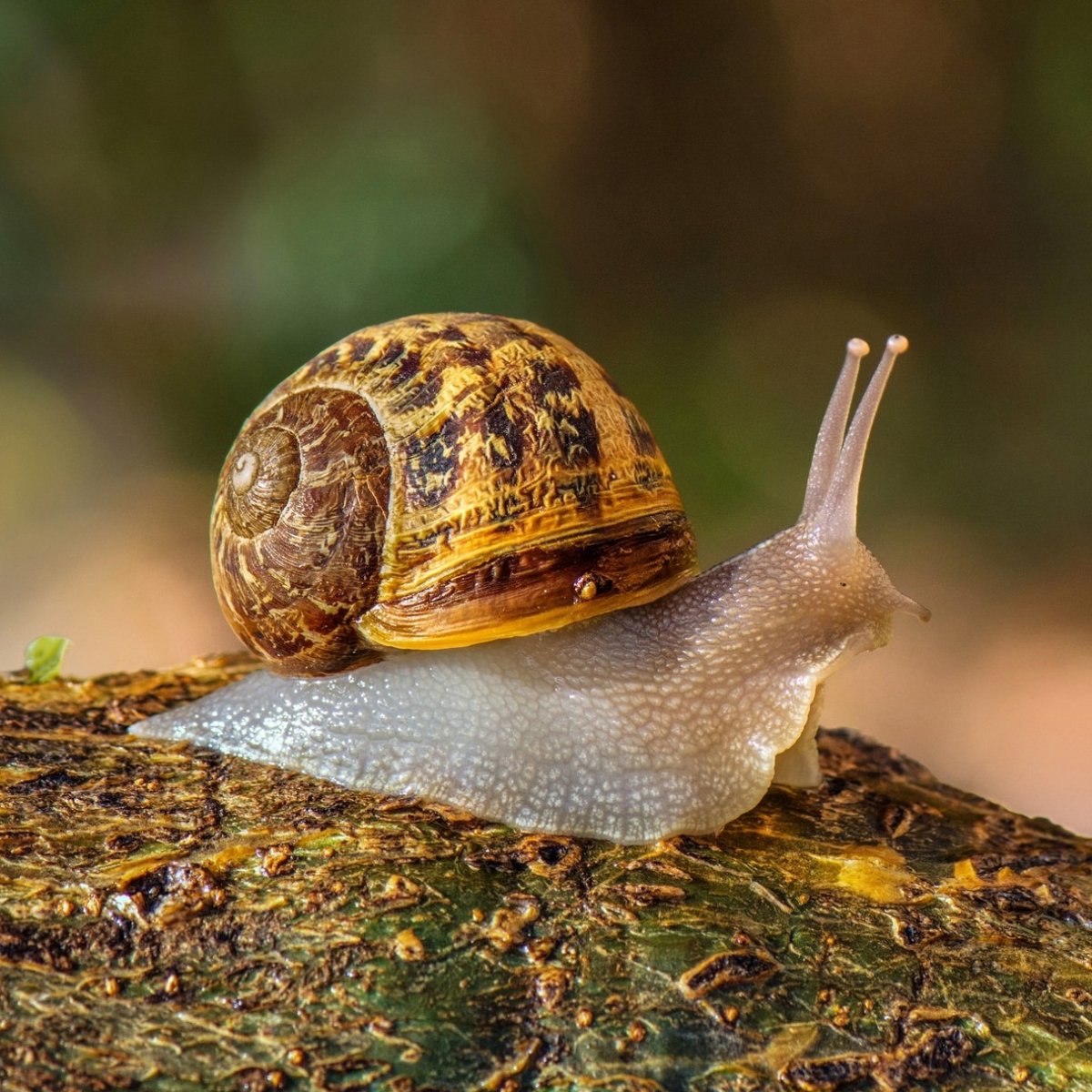 Беспозвоночные животные