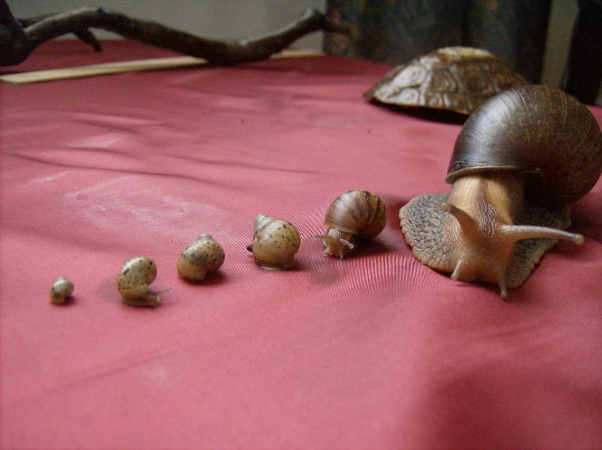 Улитки ахатины и виноградные