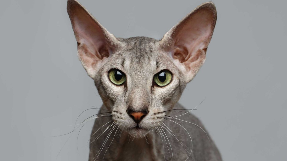 Порода кошек Петерболд