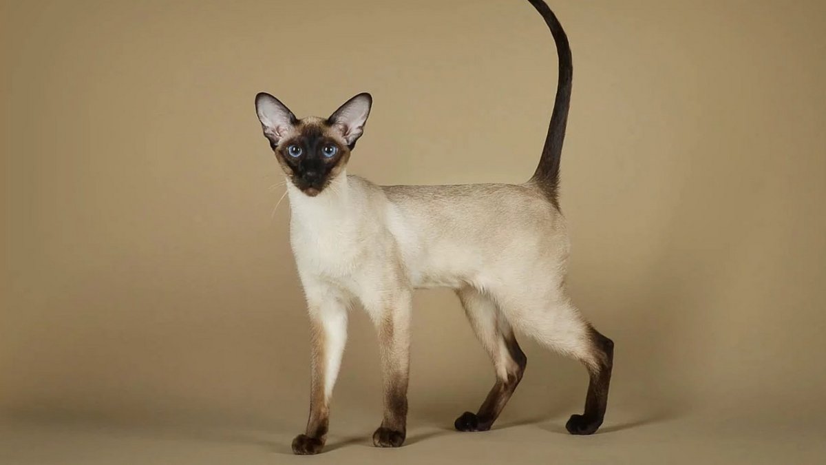 Сиамский кот Ориентал