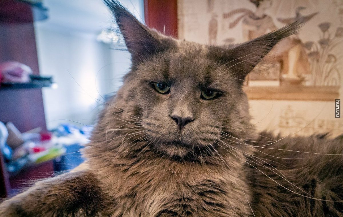 Камышовый Мейн кун