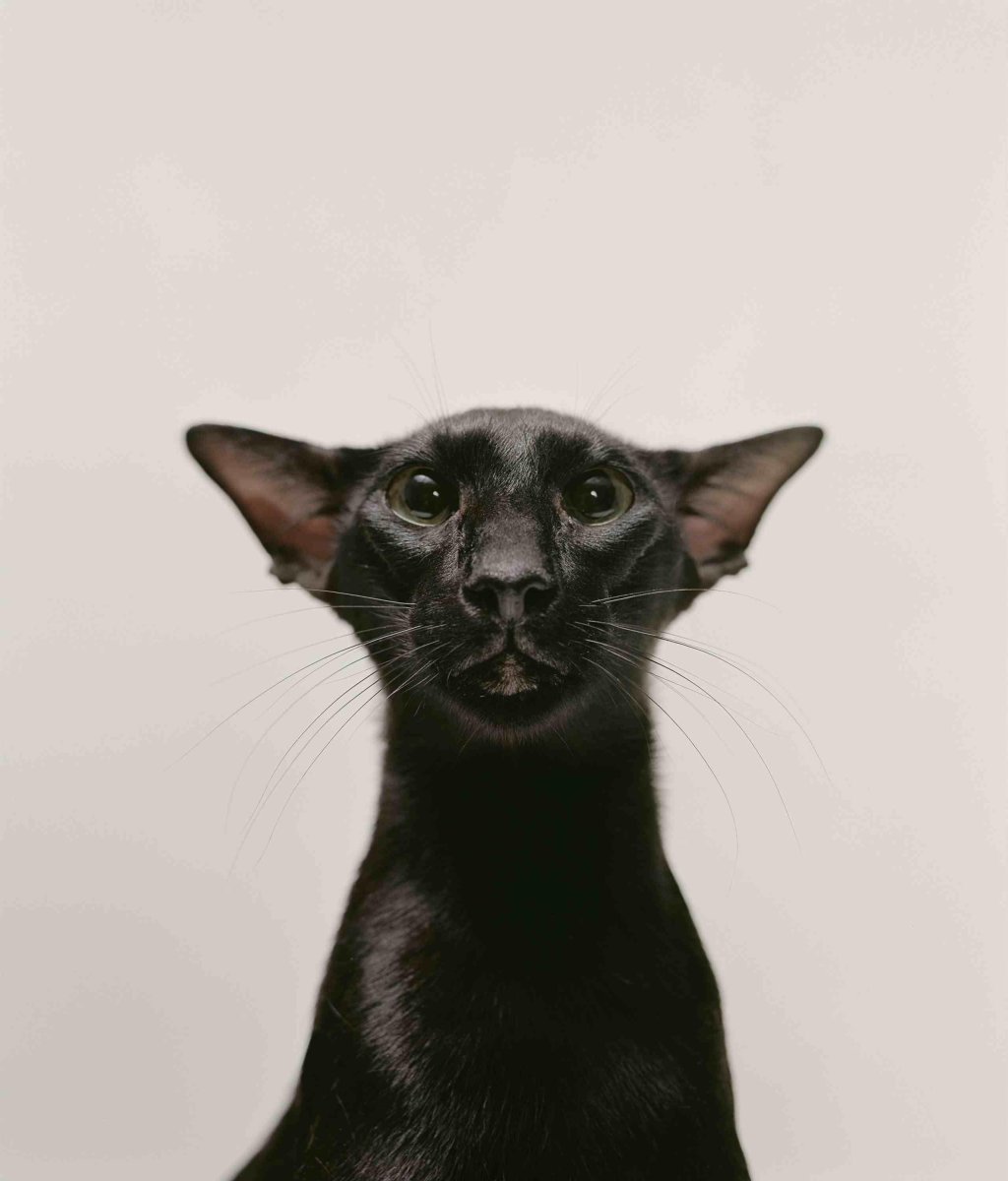 Ориентальная кошка