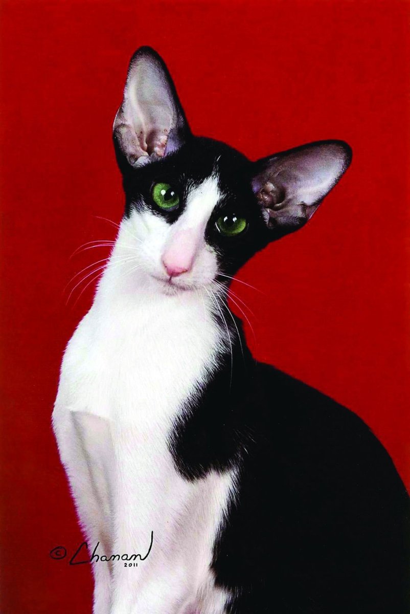 Черный ориентальный кот